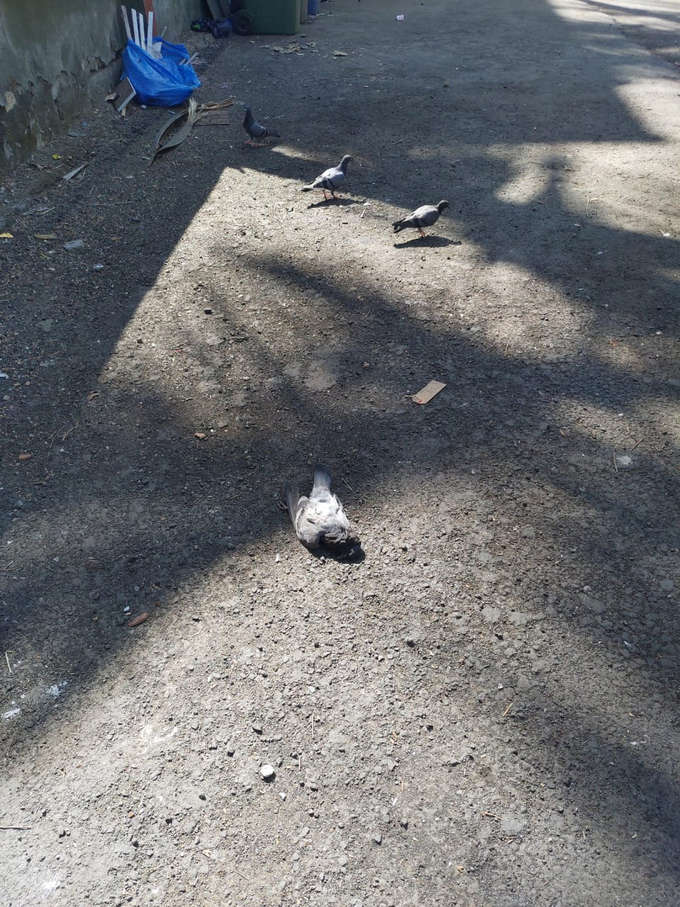 सीवुड्समध्ये आढळले मृत पक्षी