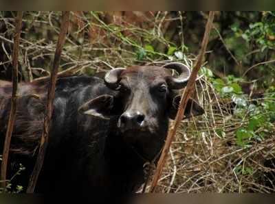 ಕೋಣದ ಅಂಡರ್‌ ವಾಟರ್ ಸ್ವಿಮ್ಮಿಂಗ್ : ಕುತೂಹಲ ಕೆರಳಿಸಿರುವ ದೃಶ್ಯ ವೈರಲ್