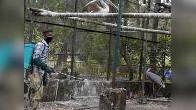 Bird Flu in Delhi: दिल्ली चिड़ियाघर में बर्ड फ्लू की एंट्री, उल्लू की हुई मौत