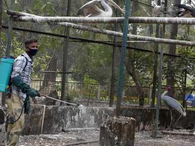 Bird Flu in Delhi: दिल्ली चिड़ियाघर में बर्ड फ्लू की एंट्री, उल्लू की हुई मौत