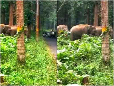 സഞ്ചാരികൾക്ക് കൗതുകമായി കരുളായി നെടുങ്കയം പാതയിൽ ആനക്കൂട്ടം; പ്രകോപനം ഉണ്ടാകരുതെന്ന് മുന്നറിയിപ്പ്