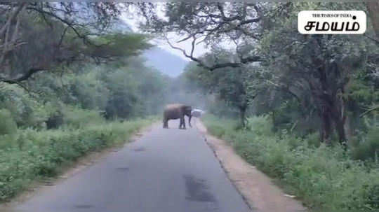 யானையிடமிருந்து நூலிழையில் உயிர் தப்பிய பைக்கர்ஸ்...