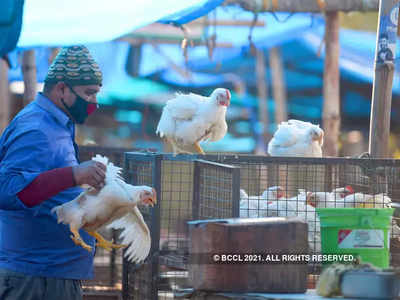 कोंबड्यांची बर्ड फ्लू चाचणी; नागपूरचे लक्ष भोपा‌ळच्या प्रयोगशाळेकडे