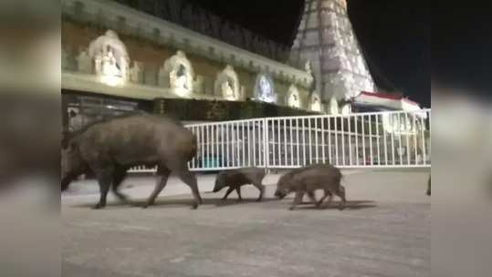 திருப்பதி கோயில் முன்பு நடந்த பேரதிர்ச்சி சம்பவம்; பக்தர்கள் செம ஷாக்!