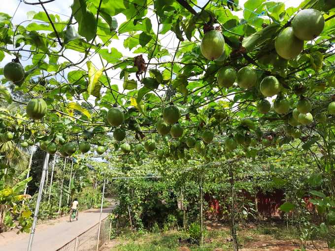 Wayanad Passion Fruit Farming