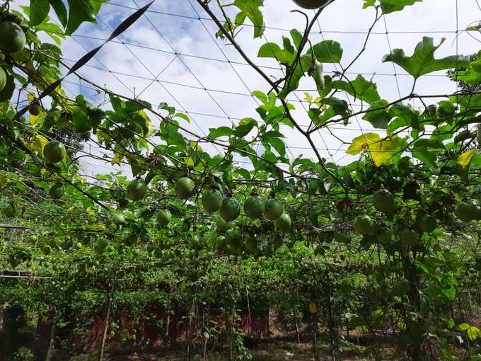 Wayanad Passion Fruit Farming