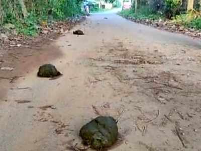 നിലമ്പൂരിനെ വിറപ്പിച്ച് കാട്ടുകൊമ്പൻ; യുവാവിന് പരിക്ക്, വാഹനങ്ങൾ തകർത്തു