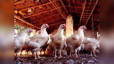 Bird Flu: पांच राज्यों में पोल्ट्री में बर्ड फ्लू की पुष्टि, पक्षियों को मारने का अभियान तेज