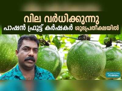 വില വര്‍ധിക്കുന്നു; പാഷന്‍ ഫ്രൂട്ട് കര്‍ഷകര്‍ ശുഭപ്രതീക്ഷയില്‍