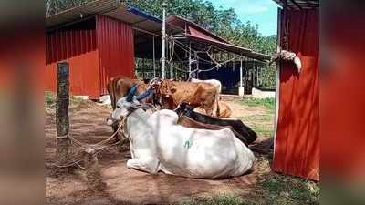 ക്ഷേത്രത്തിന് സമീപം അറവ് ശാല, അടച്ചു പൂട്ടണമെന്ന് വിശ്വാസികള്‍, മുഖവിലക്കെടുക്കാതെ പഞ്ചായത്ത്, കൊല്ലം ഏരൂരിൽ പ്രതിഷേധം