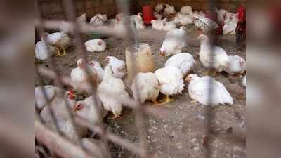 मनोरजवळ २०० कोंबड्या मृत्युमुखी