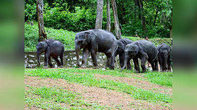 Jharkhand : बेतला नेशनल पार्क में जंगली हाथियों का खूनी खेल, काल भैरव को घेरकर मार डाला