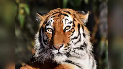 Tiger Fight Video: जब जंगल में भिड़ गए दो टाइगर, IFS ने हैरतअंगेज वीडियो किया ट्वीट, देखें