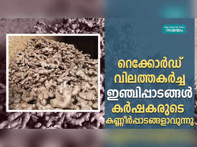 ഇഞ്ചിപ്പാടങ്ങള്‍ കര്‍ഷകരുടെ കണ്ണീര്‍പ്പാടങ്ങളാവുന്നു