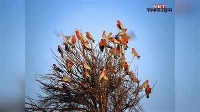 राजस्थान में 153 और पक्षियों की मौत, बर्ड फ्लू से 17 जिले प्रभावित