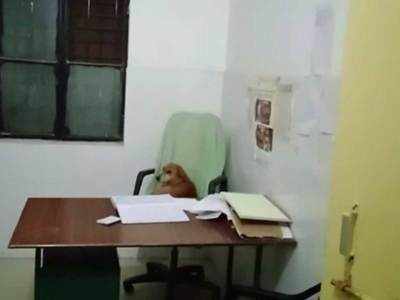 हरदोई: इस स्वास्थ्य केंद्र से मेडिकल स्टाफ गायब, डॉक्टर साहब की कुर्सी पर बैठा मिला कुत्ता, फिर...