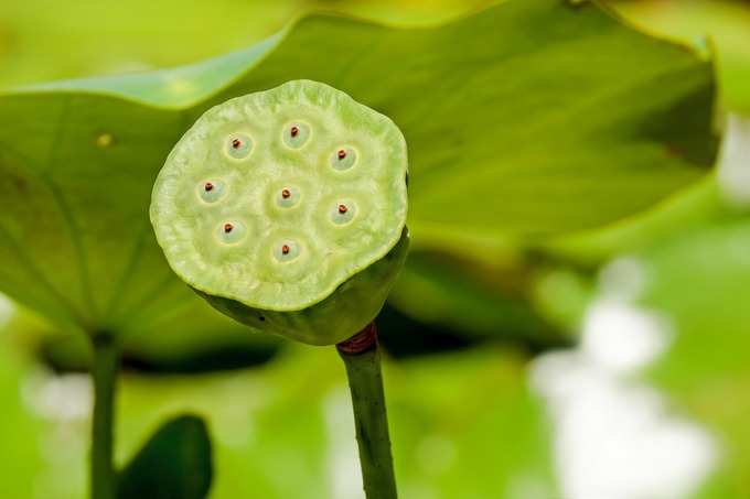 ​ಈ ಹಾರವು ಎಲ್ಲಾ ದುಃಖವನ್ನು ಪರಿಹರಿಸುತ್ತದೆ