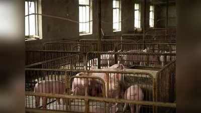 Swine fever China चीनमधील बोगस लशीचा परिणाम; आणखी एक आजार फैलावला