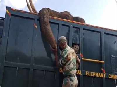 ಆನೆಗೆ ಬೆಂಕಿ ಹಚ್ಚಿದ ದುರುಳರು ಅಂದರ್: ಮೃತ ಆನೆಯ ಮುಂದೆ ಅರಣ್ಯ ಅಧಿಕಾರಿಯ ರೋದನ!