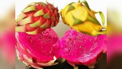 Dragon Fruit: बिहार के इन जिलों में हो रही ड्रैगन फ्रूट की खेती, 1 पौधा 25 साल तक देता है फल