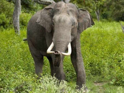 तमिलनाडु: हाथी के ऊपर शरारती तत्वों ने फेंका जलता हुआ कपड़ा, झुलसने के बाद मौत