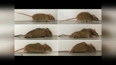 वैज्ञानिकों को मिली बड़ी सफलता, दो हफ्ते में चल पड़े लकवाग्रस्त चूहे, जगी लाखों मरीजों के लिए उम्मीद