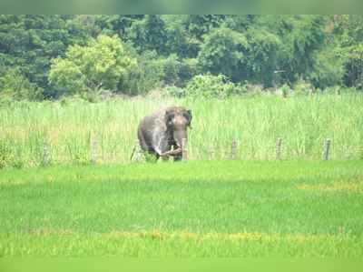 સળગતું ટાયર ફેંકાતા ગંભીર રીતે દાઝેલા હાથીનું મોત, ભયાનક ઘટનાનો વિડીયો વાયરલ