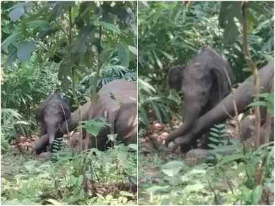 കല്ലാറിൽ കാട്ടാന  ചെരിഞ്ഞു; അമ്മയുടെ അടുത്ത് നിന്ന് മാറാതെ കുട്ടിയാന: വീഡിയോ വൈറൽ