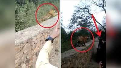 Tiger Attack: గోడ దూకి మీద కొచ్చిన పులి.. హడలిపోయిన టూరిస్టులు, చివరికి..