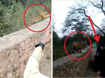 Tiger Attack: గోడ దూకి మీద కొచ్చిన పులి.. హడలిపోయిన టూరిస్టులు, చివరికి..