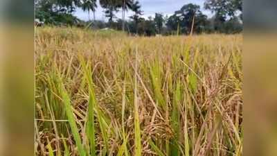 മെത്രാൻകായലിലെ കൃഷിയും കൊയ്ത്ത് ഉദ്ഘാടനവും ഇല്ലാതാക്കാനുള്ള പുഞ്ച സ്‌പെഷ്യൽ ഓഫിസറുടെ നീക്കത്തിനെതിരെ പ്രതിഷേധം ശക്തം