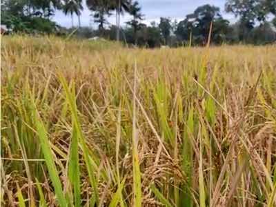 മെത്രാൻകായലിലെ കൃഷിയും കൊയ്ത്ത് ഉദ്ഘാടനവും ഇല്ലാതാക്കാനുള്ള പുഞ്ച സ്‌പെഷ്യൽ ഓഫിസറുടെ നീക്കത്തിനെതിരെ പ്രതിഷേധം ശക്തം