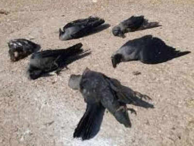बर्ड फ्लूः देवरिया में एक बगुला और 6 कौओं की AIV रिपोर्ट आई पॉजिटिव, मंडलायुक्त ने जारी किया अलर्ट