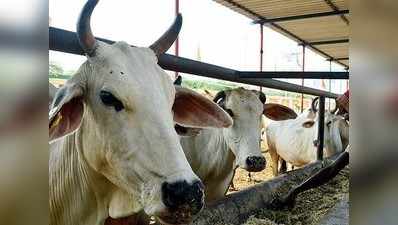 सहारनपुर में बना यूपी का पहला गो अंत्येष्टि स्थल, जल्द ही लगाई जाएगी इलेक्ट्रिक शवदाह मशीन