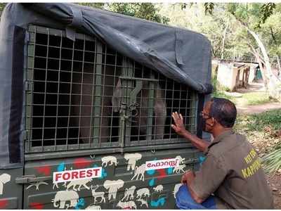 ശ്രീക്കുട്ടിക്കും കുട്ടിയാനകള്‍ക്കും കൂട്ടായി ഒരാള്‍ കൂടി; കാപ്പുകാട് 6 ആനക്കുട്ടികള്‍