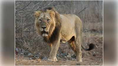 Gujarat News: गुजरात के गौरव एशियाई शेरों के बारे में नहीं जानता पर्यटन विभाग! की ये बड़ी गलती