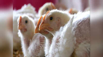 bird flu- बुलडाणा: भानखेड येथील कोंबड्यांचा बर्ड फ्ल्यू ने मृत्यू; जनतेने घाबरून न जाण्याचे प्रशासनाचे आवाहन