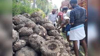 ഹോട്ടലുകള്‍ക്കും, ക്ഷേത്രങ്ങള്‍ക്കും വേണ്ട; ആര്‍ക്കും വേണ്ടാത്ത കാര്‍ഷികവിളയായി ചേന, നട്ടം തിരിഞ്ഞ് കര്‍ഷകര്‍