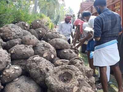 ഹോട്ടലുകള്‍ക്കും, ക്ഷേത്രങ്ങള്‍ക്കും വേണ്ട; ആര്‍ക്കും വേണ്ടാത്ത കാര്‍ഷികവിളയായി ചേന, നട്ടം തിരിഞ്ഞ് കര്‍ഷകര്‍