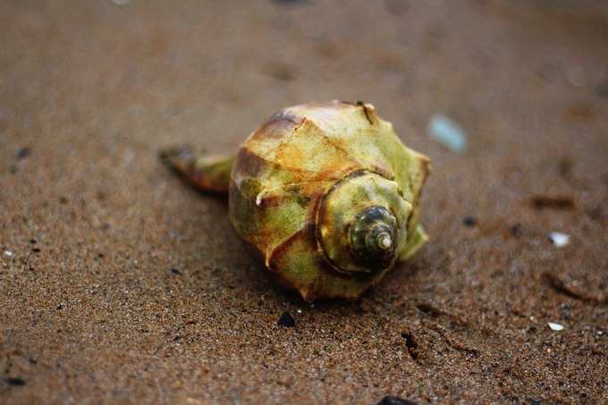 ​ಶಂಖ ಪೂಜೆ ಮತ್ತು ಪ್ರಯೋಜನಗಳು