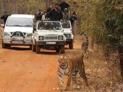 ताडोब्यात पर्यटकांसाठी पंचतारांकित सोय