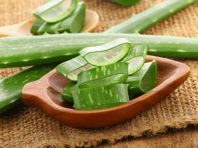 ​ಲೋಳೆಸರ (Aloe Vera)