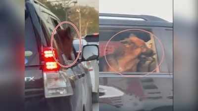 Video: वीआईपी सुरक्षा में घूमने निकला इमरान खान के करीबी का कुत्‍ता, सिंध के मंत्री ने खोली पोल