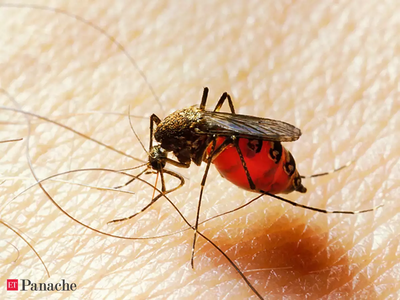 भारत से अफ्रीका पहुंचा खतरनाक नया मच्‍छर, टेंशन आए दुनियाभर के वैज्ञानिक