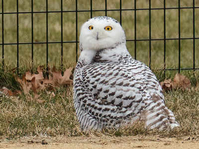 Snowy Owl: न्यूयॉर्क के सेंट्रल पार्क में 130 साल बाद दिखा दुर्लभ उल्लू, अदाएं देख फिदा हुए लोग