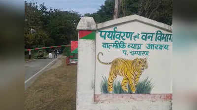 Bihar News: वाल्मीकि टाइगर रिजर्व में बाघ की मौत से हड़कंप, जांच में जुटे अधिकारी