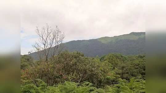 கொள்ளப்படும் உயிரினங்கள், வளர்க்கப்படும் கஞ்சாக்கள், தமிழக வனங்கள் பாதுகாக்கப்பட வழக்கு...