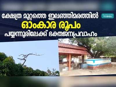 ക്ഷേത്ര മുറ്റത്തെ ഇലഞ്ഞിമരത്തിൽ ഓംകാര രൂപം; പയ്യന്നൂരിലേക്ക്‌ ഭക്തജനപ്രവാഹം