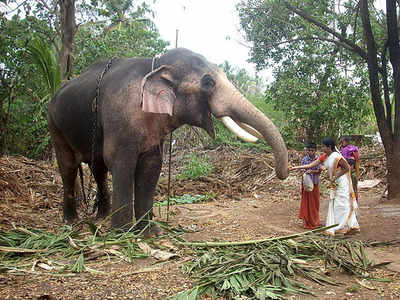 കാഴ്ചയില്ല, കൊന്നത് 13 പേരെ; തെച്ചിക്കോട്ടുകാവ് രാമചന്ദ്രനെ വീണ്ടും ഉത്സവത്തിനിറക്കാൻ നീക്കം