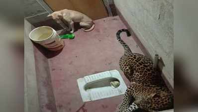 Karnataka News: 7 घंटे तक बाथरूम में तेंदुए के साथ फंसा रहा कुत्ता, सुरक्षित निकाला गया बाहर
